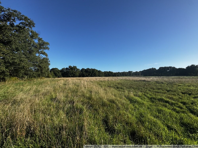 Blick auf das Grünland - Weideland