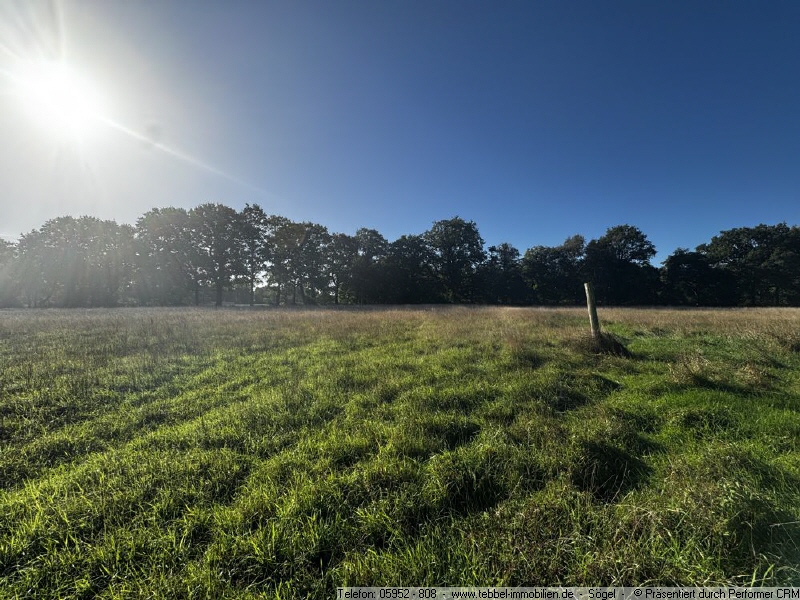 Blick auf das Grünland - Weideland