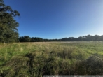 Blick auf das Grünland - Weideland